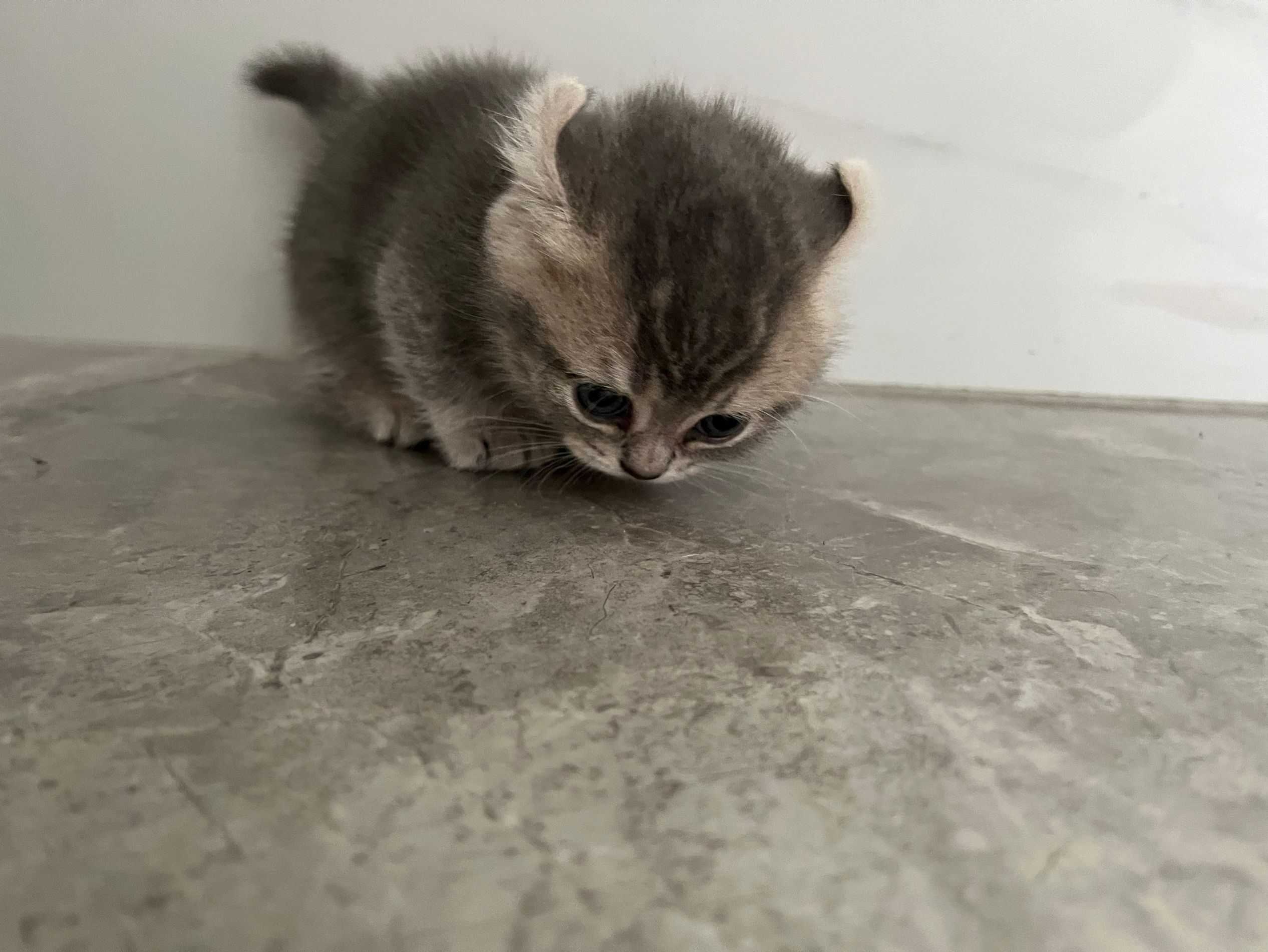卷耳矮脚猫